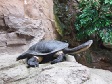 Turtle with Long Neck.jpg